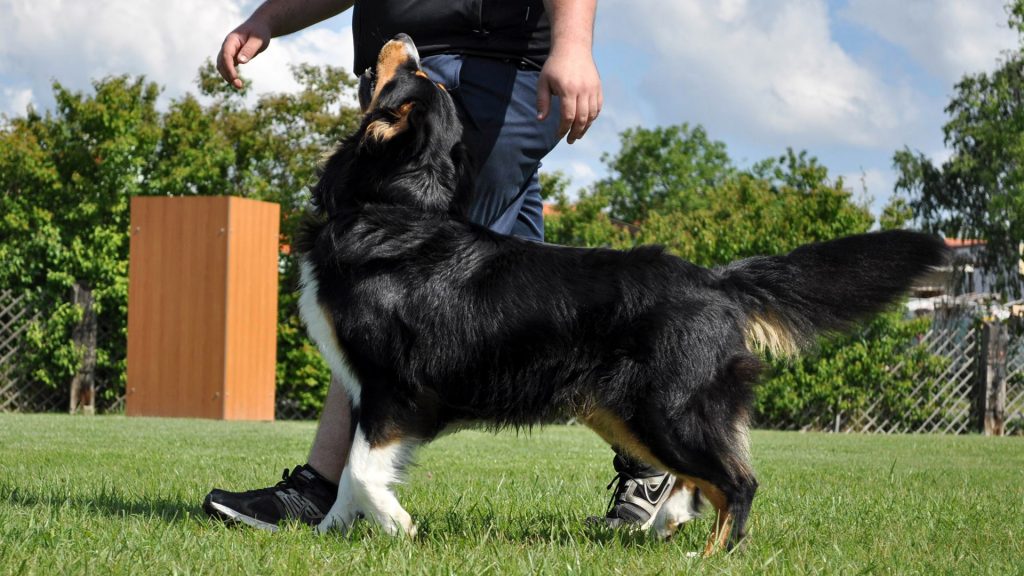 Clicker Training for Dogs Is Gentle, Effective and Fun